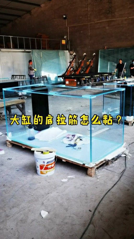 龍魚缸拉筋材質有哪些選擇（魚缸拉筋材質的選擇對于確保水質的純凈和魚缸的整體美觀至關重要）