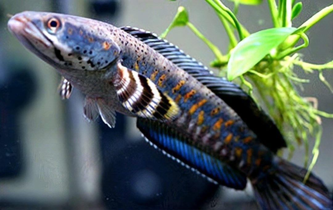 幻彩雷龍魚公母哪個更兇猛？（幻彩紅寶石雷龍魚公母在性格和攻擊性上存在差異）