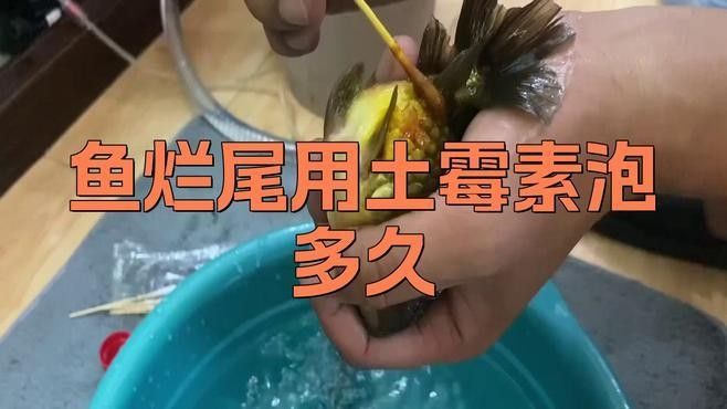 龍魚爛鰭爛尾多久能好（魚爛鰭爛尾怎么治療獨釣寒江雪龍魚爛尾魚怎么治療）
