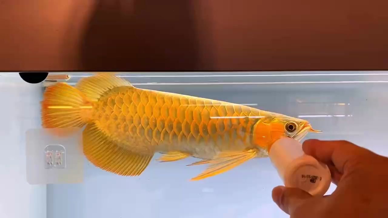 紅龍魚用黃燈烤有用嗎 哈哈(宇哥6519評論:探索科技與藝術的融合——) 龍魚論壇 哈哈(宇哥6519評論:探索科技與藝術的融合——) 哈哈(宇哥6519評論:探索科技與藝術的融合——) 龍魚論壇