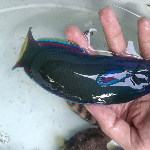 青龍魚的市場價(jià)格是多少（青龍魚市場價(jià)格波動大嗎青龍魚價(jià)格波動大嗎）