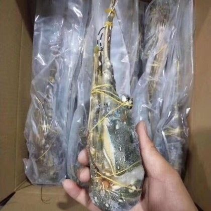 青龍魚的市場價(jià)格是多少（青龍魚市場價(jià)格波動(dòng)大嗎青龍魚價(jià)格波動(dòng)大嗎）