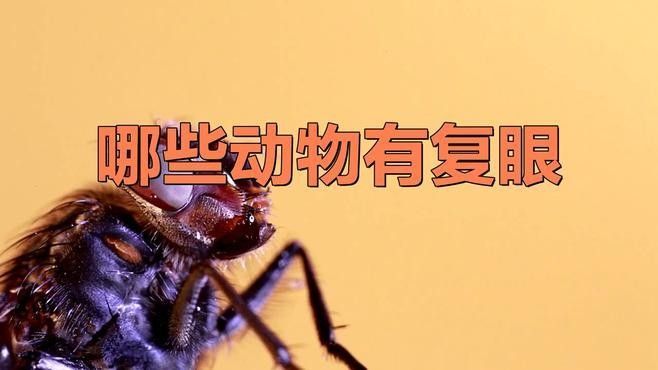 列舉幾種具有復眼結構的動物（具有復眼結構的動物）