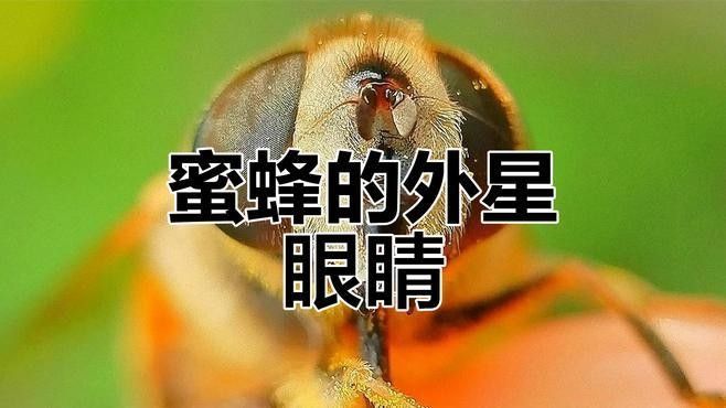 列舉幾種具有復眼結構的動物（具有復眼結構的動物）