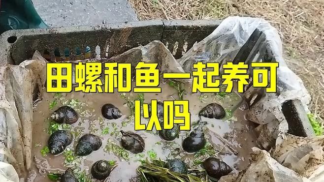 哪些魚類不適合與螺類混養？（關于魚類與螺類混養的問題） 哪些魚類不適合與螺類混養？（關于魚類與螺類混養的問題） 龍魚百科 第1張