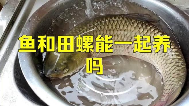 哪些魚類不適合與螺類混養？（關于魚類與螺類混養的問題） 哪些魚類不適合與螺類混養？（關于魚類與螺類混養的問題） 龍魚百科 第2張