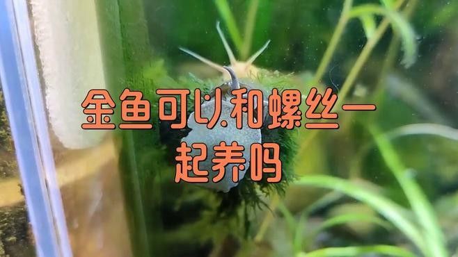 哪些魚類不適合與螺類混養？（關于魚類與螺類混養的問題） 哪些魚類不適合與螺類混養？（關于魚類與螺類混養的問題） 龍魚百科 第3張
