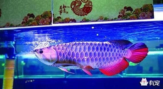如何辨別藍色金龍魚的品相（如何區分藍底金龍魚）
