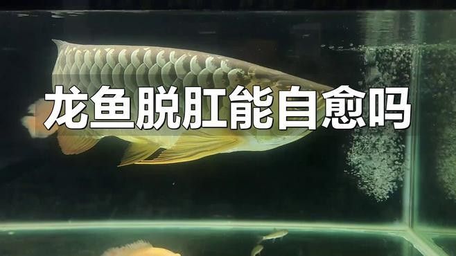 龍魚(yú)脫肛后多久會(huì)恢復(fù)（龍魚(yú)脫肛后的恢復(fù)時(shí)間）