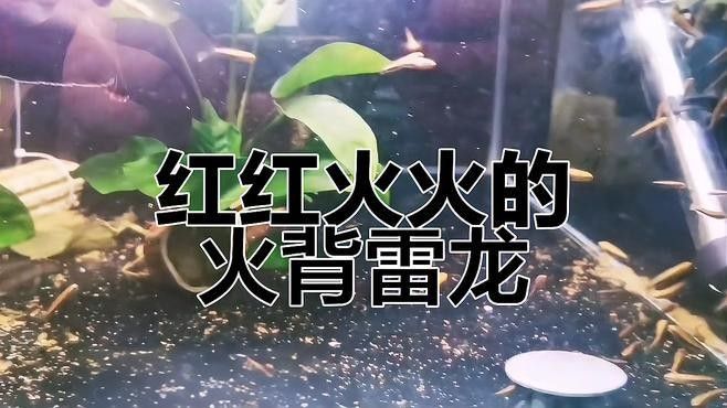 火背雷龍繁殖難度大嗎（火背雷龍的繁殖難度如何？） 火背雷龍繁殖難度大嗎（火背雷龍的繁殖難度如何？） 龍魚百科 第1張