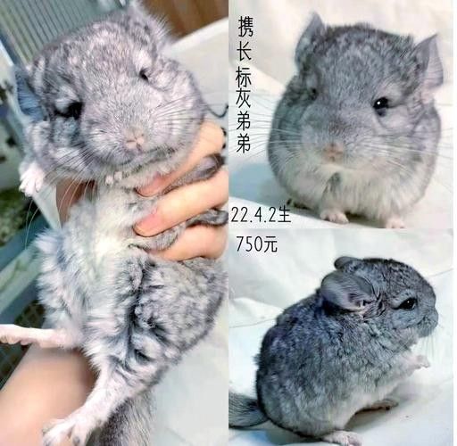 有哪些貓適合與龍貓共養？（適合與龍貓共養的貓咪品種） 有哪些貓適合與龍貓共養？（適合與龍貓共養的貓咪品種） 龍魚百科 第6張
