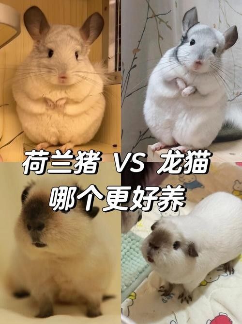 有哪些貓適合與龍貓共養？（適合與龍貓共養的貓咪品種） 有哪些貓適合與龍貓共養？（適合與龍貓共養的貓咪品種） 龍魚百科 第3張