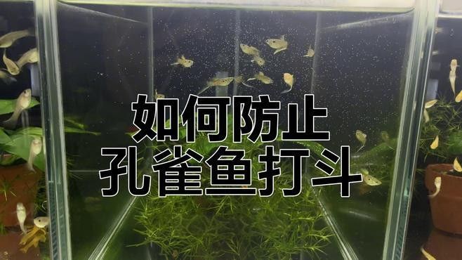 如何減少恐龍魚對孔雀魚的攻擊（如何減少恐龍魚對孔雀魚的攻擊呢？）