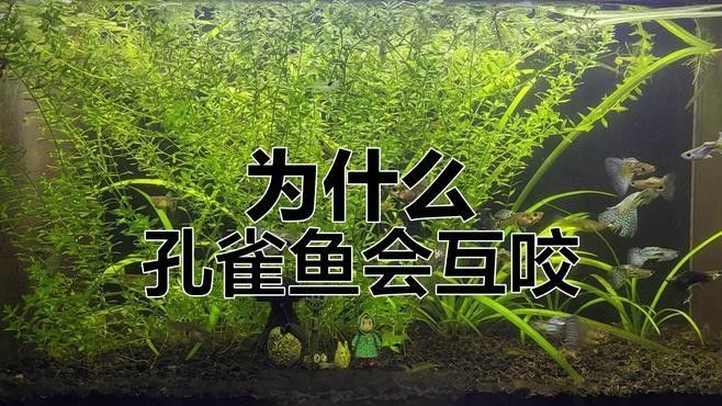 如何減少恐龍魚對孔雀魚的攻擊（如何減少恐龍魚對孔雀魚的攻擊呢？）