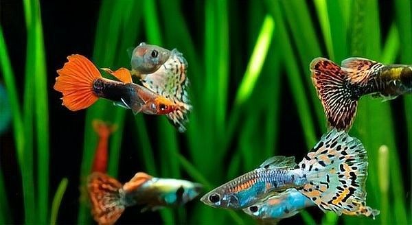 如何減少恐龍魚對孔雀魚的攻擊（如何減少恐龍魚對孔雀魚的攻擊呢？）