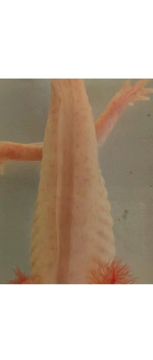 金龍魚和青龍魚的區別：B過金龍魚與青龍魚，哪種更適合您的水族箱？（金龍魚和青龍魚在水族箱中選擇金龍魚還是青龍魚）