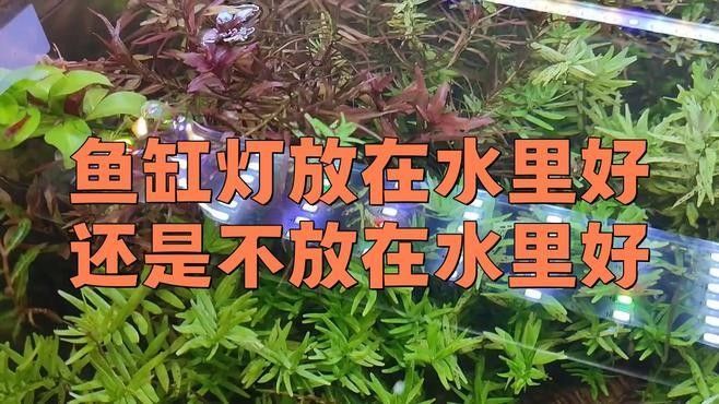 龍魚(yú)燈應(yīng)該放在魚(yú)缸的什么位置（關(guān)于龍魚(yú)燈放置位置的一些建議，龍魚(yú)燈放置位置的建議）
