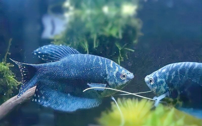 曼龍魚繁殖后需要換水嗎（曼龍魚繁殖后如何換水？）