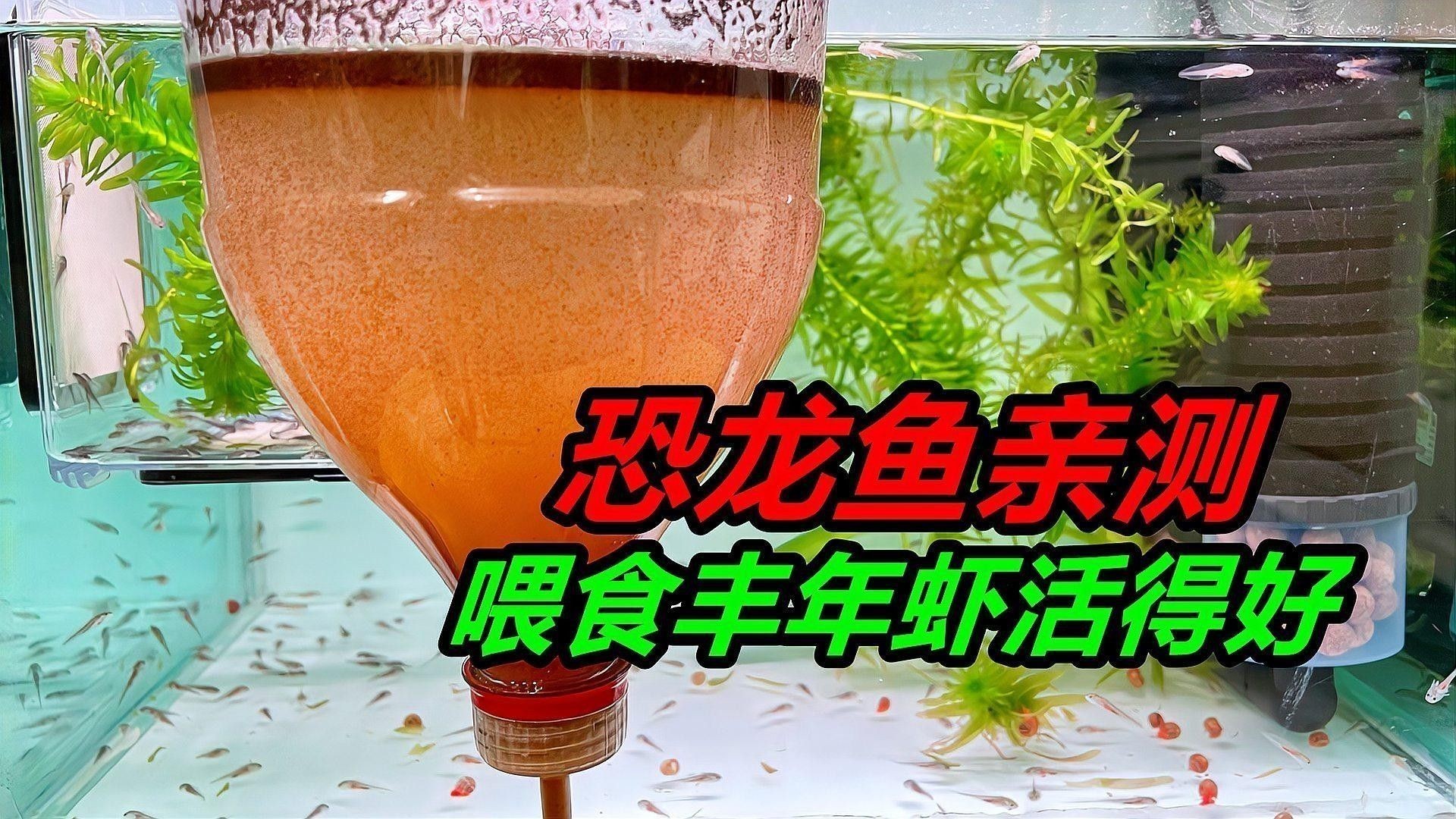 六角恐龍魚繁殖后如何管理？（六角恐龍魚繁殖后的管理） 六角恐龍魚繁殖后如何管理？（六角恐龍魚繁殖后的管理） 龍魚百科 第5張