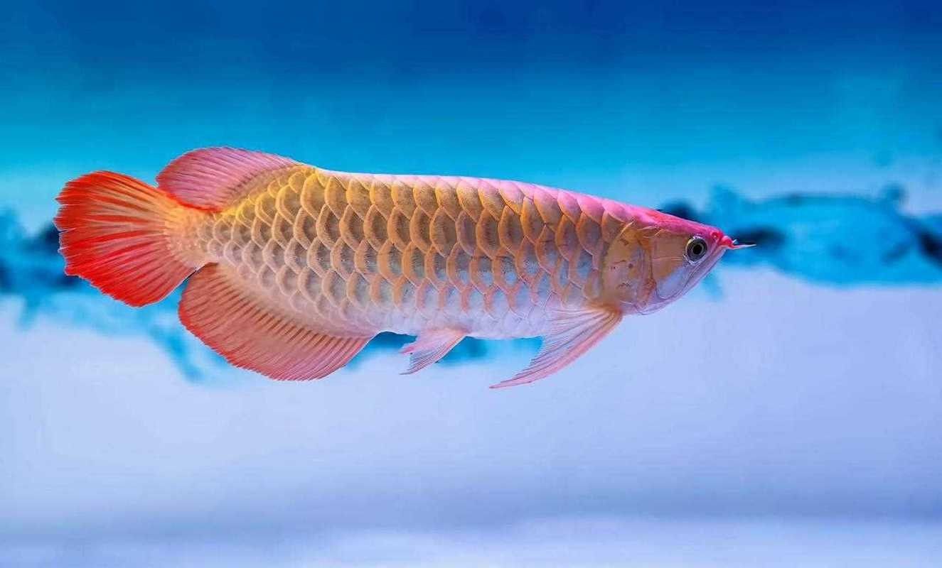金龍魚放大100倍后是什么樣子（金龍魚放大100倍后其形態(tài)和細(xì)節(jié)將變得極為顯著） 金龍魚放大100倍后是什么樣子（金龍魚放大100倍后其形態(tài)和細(xì)節(jié)將變得極為顯著） 龍魚百科 第28張