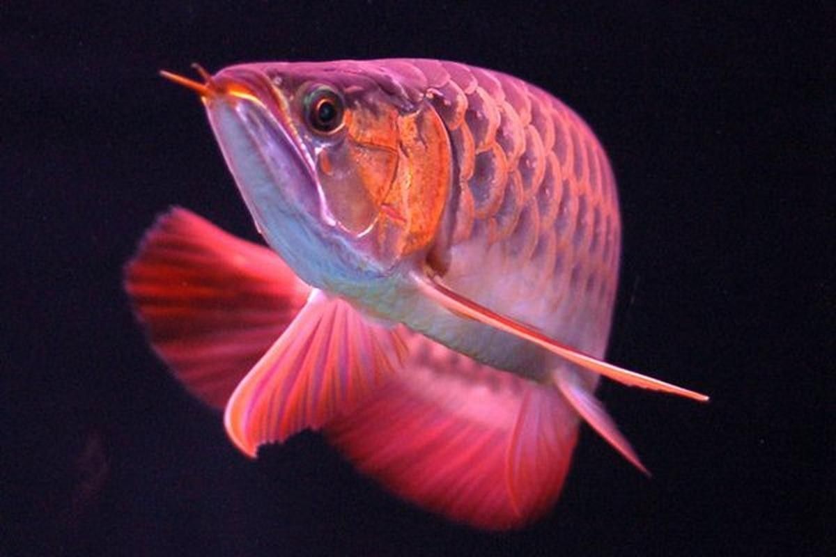 金龍魚放大100倍后是什么樣子（金龍魚放大100倍后其形態(tài)和細(xì)節(jié)將變得極為顯著） 金龍魚放大100倍后是什么樣子（金龍魚放大100倍后其形態(tài)和細(xì)節(jié)將變得極為顯著） 龍魚百科 第35張