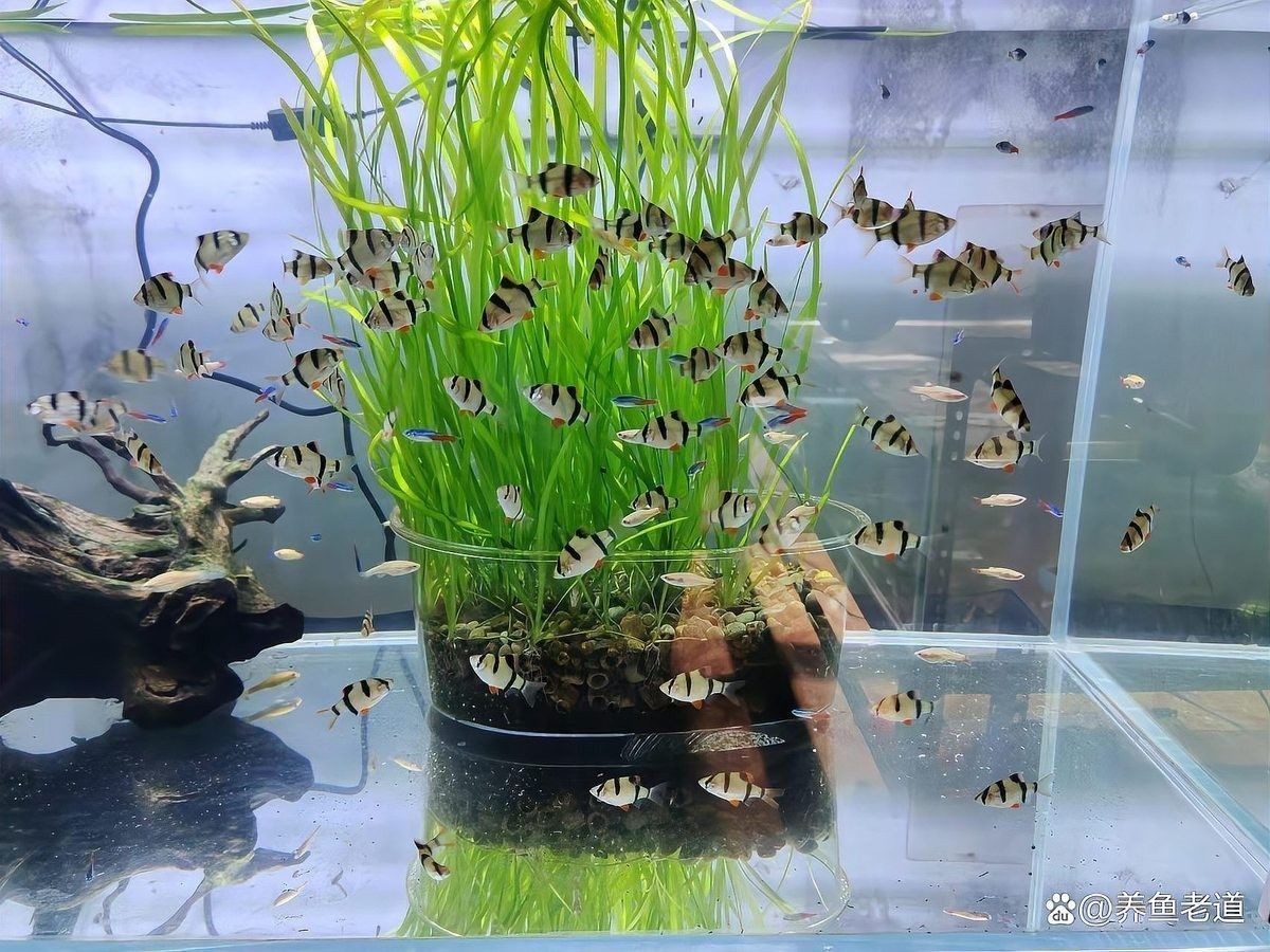 火龍魚不吃蔬菜怎么辦（火龍魚不吃蔬菜怎么辦從這4方面入手解決）