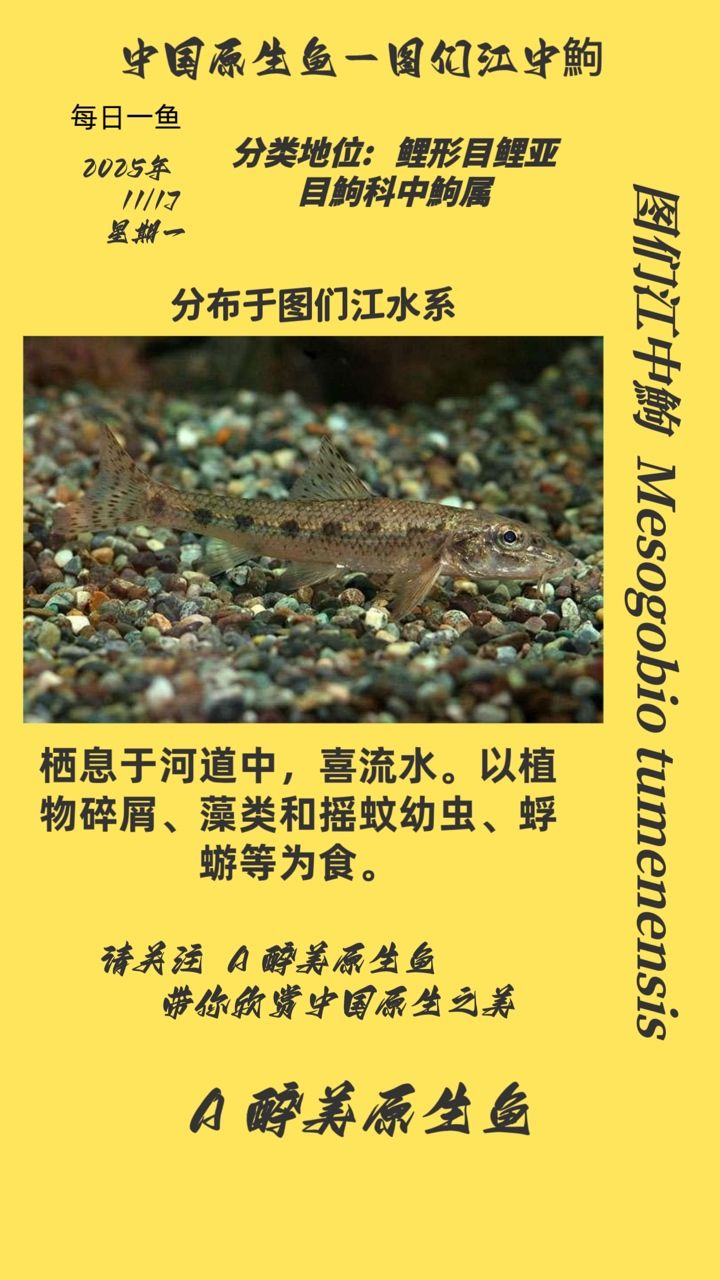 圖們江中鮈（圖們江中鮈的保護）