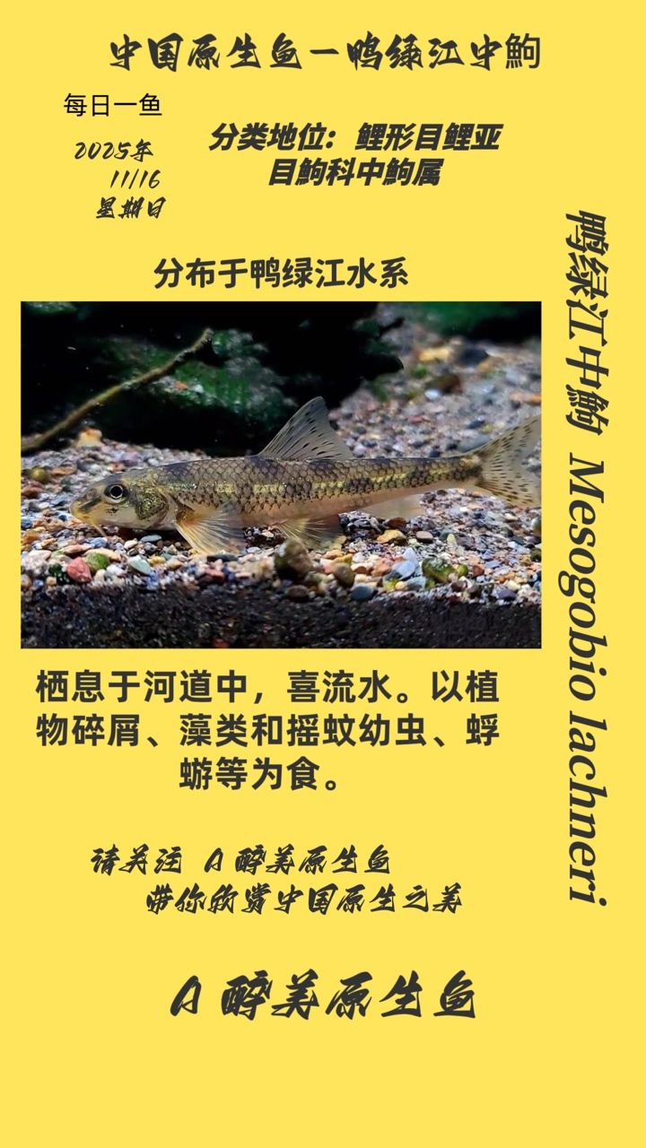 鴨綠江中鮈（鴨綠江中[需手動填充]保護措施）
