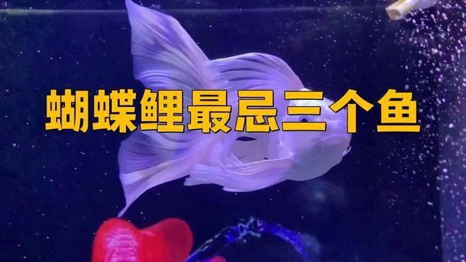 龍魚為什么咬蝴蝶鯉？（魚咬蝴蝶鯉的行為可能由多種因素引起）