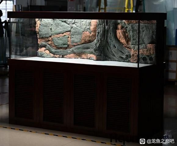 察雅哪個水族館龍魚好？祥龍魚場龍魚（北京哪家水族館有祥龍魚場的龍魚？） 察雅哪個水族館龍魚好？祥龍魚場龍魚（北京哪家水族館有祥龍魚場的龍魚？） 龍魚百科 第10張