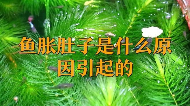 如何判斷龍魚漲肚是否嚴重？（如何判斷龍魚漲肚嚴重）