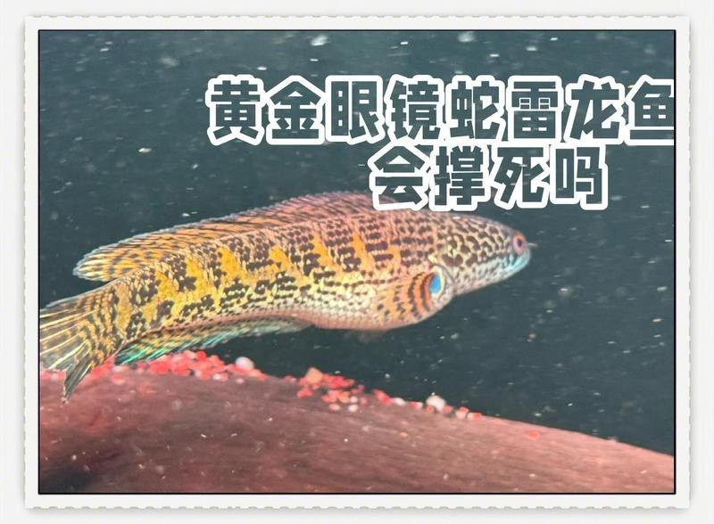 雷龍魚苗開口訓(xùn)練方法（雷龍魚苗開口訓(xùn)練全攻略，）