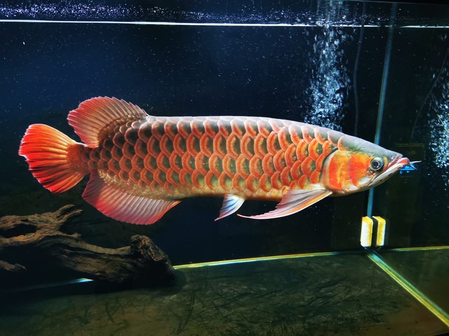 到家兩年了，從30公分長到55公分。只是魚缸太小了，我的魚缸才108長，50寬。委屈他了，如果是是大缸至少65了。（家中魚缸成長記）