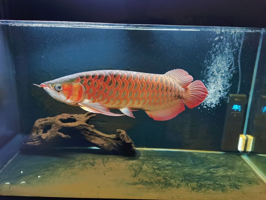 到家兩年了，從30公分長到55公分。只是魚缸太小了，我的魚缸才108長，50寬。委屈他了，如果是是大缸至少65了。（家中魚缸成長記）
