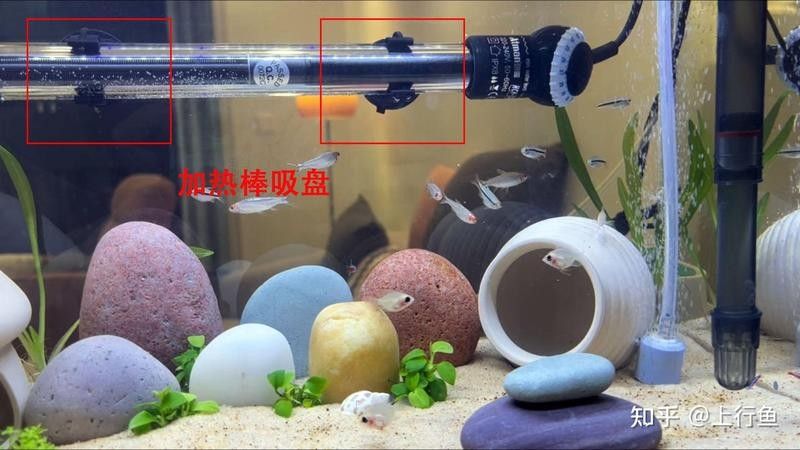 加熱棒安裝后多久開始工作（加熱棒安裝后多久開始工作，魚缸加熱棒使用方法和注意事項有哪些）