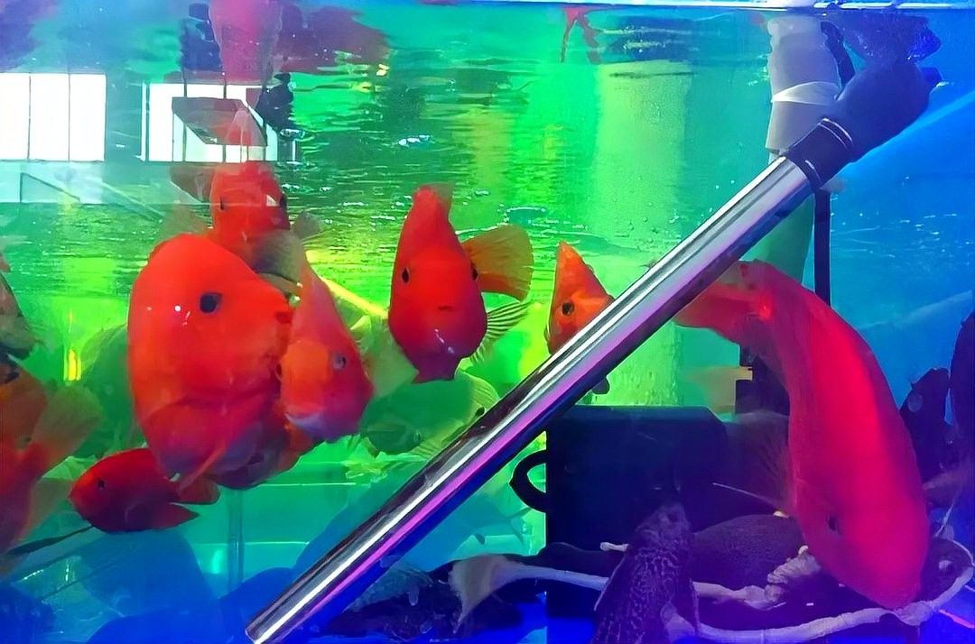 加熱棒安裝后多久開始工作（加熱棒安裝后多久開始工作，魚缸加熱棒使用方法和注意事項有哪些）
