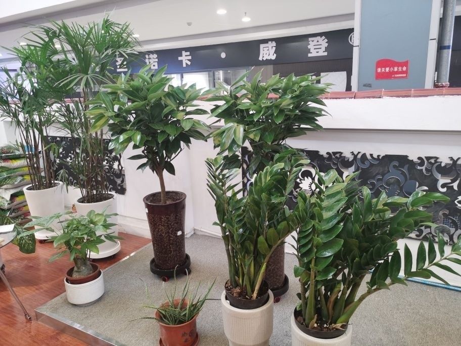 烏魯木齊哪個水族館龍魚好？祥龍魚場龍魚（烏魯木齊市祥龍魚場） 烏魯木齊哪個水族館龍魚好？祥龍魚場龍魚（烏魯木齊市祥龍魚場） 龍魚百科 第5張