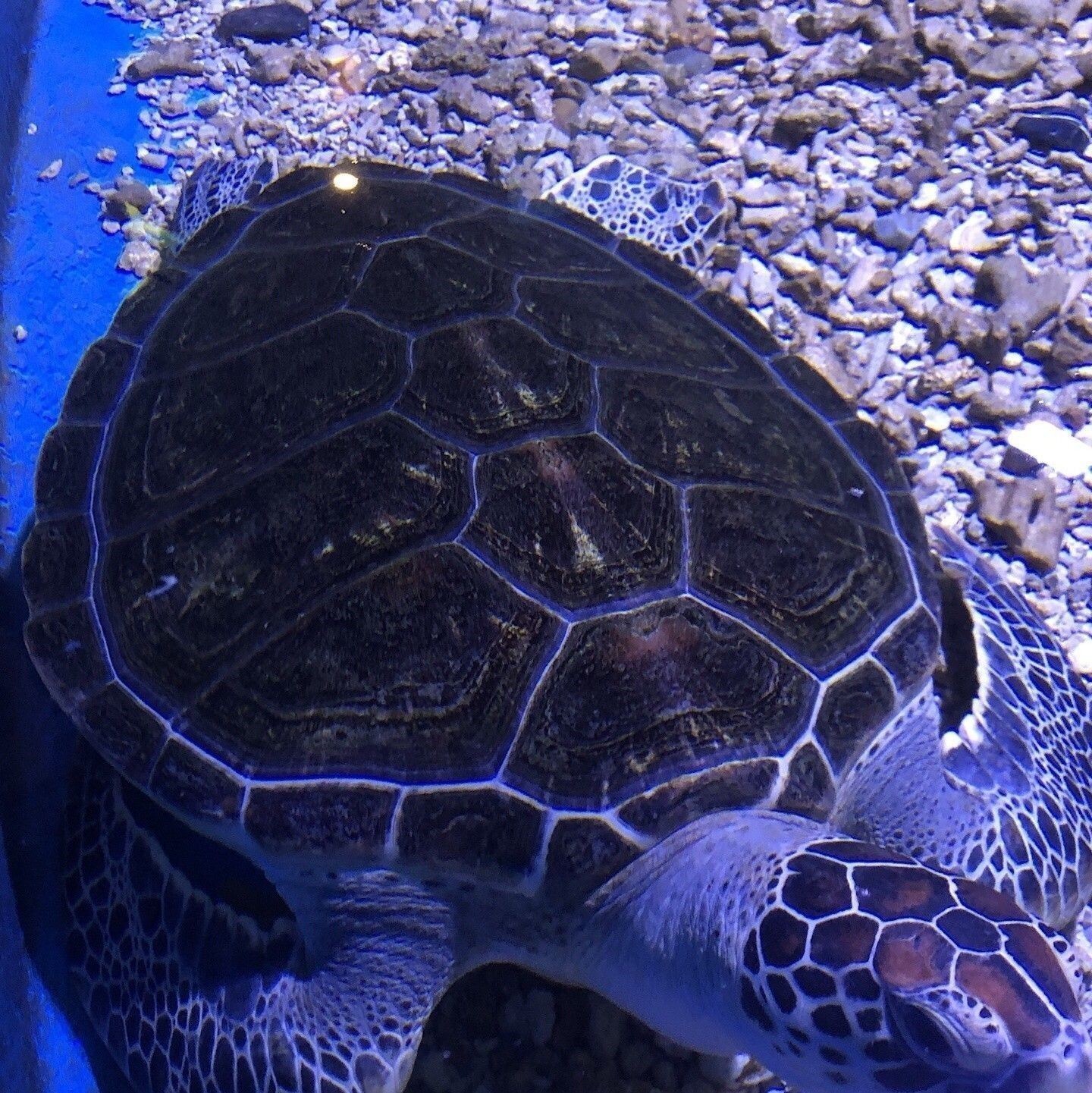 烏魯木齊哪個水族館龍魚好？祥龍魚場龍魚（烏魯木齊市祥龍魚場） 烏魯木齊哪個水族館龍魚好？祥龍魚場龍魚（烏魯木齊市祥龍魚場） 龍魚百科 第2張