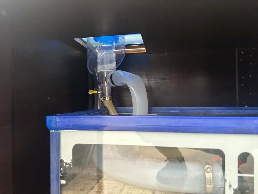 斯威尼關刀魚和龍魚混養，七星刀魚和龍魚不可以混養，刀魚可以和哪些魚一起混養？