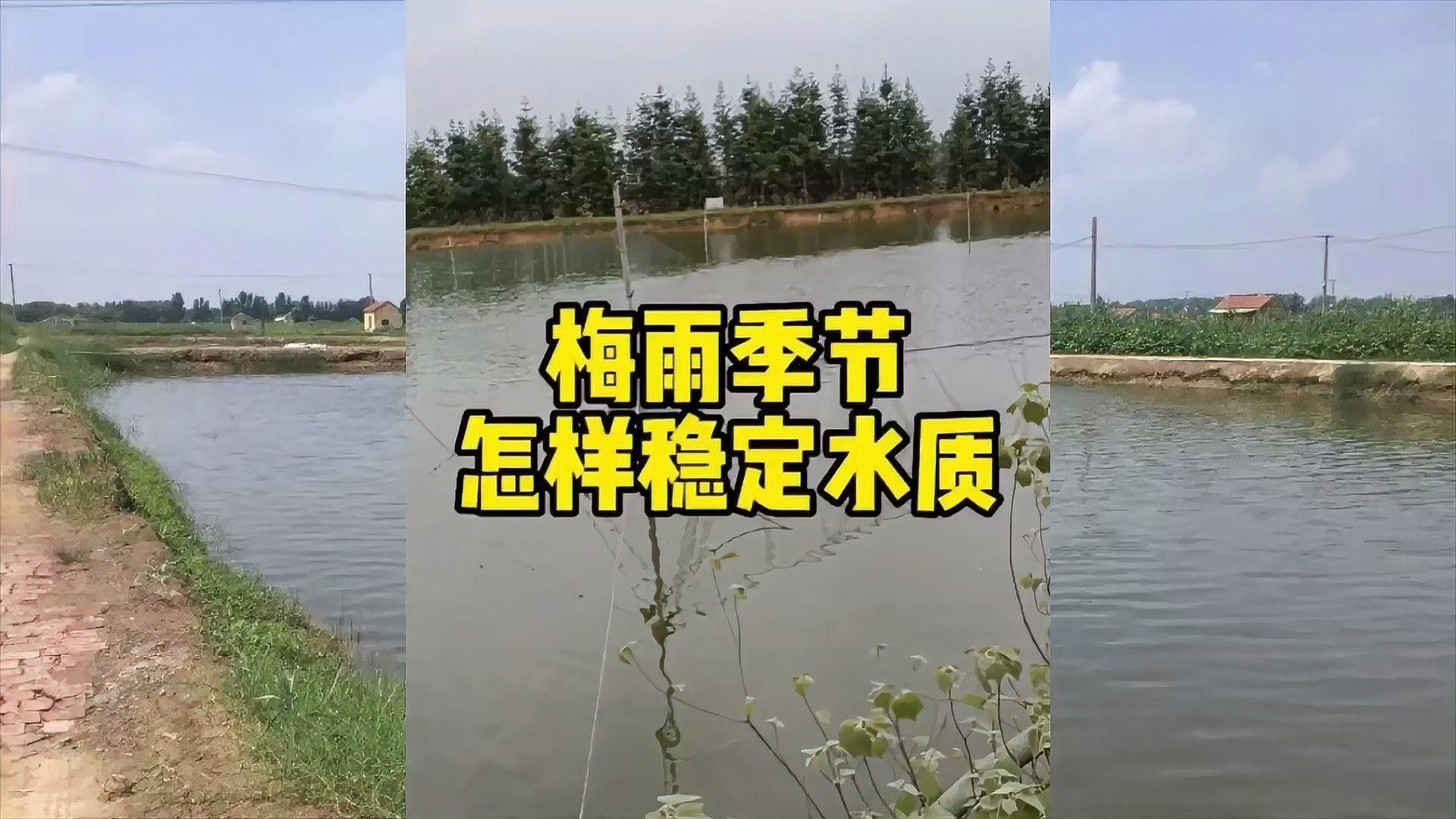 梅雨季節換水后如何調節水質？（梅雨季節換水后水質調節需重點關注水溫、菌群平衡及溶氧管理） 梅雨季節換水后如何調節水質？（梅雨季節換水后水質調節需重點關注水溫、菌群平衡及溶氧管理） 龍魚百科 第2張