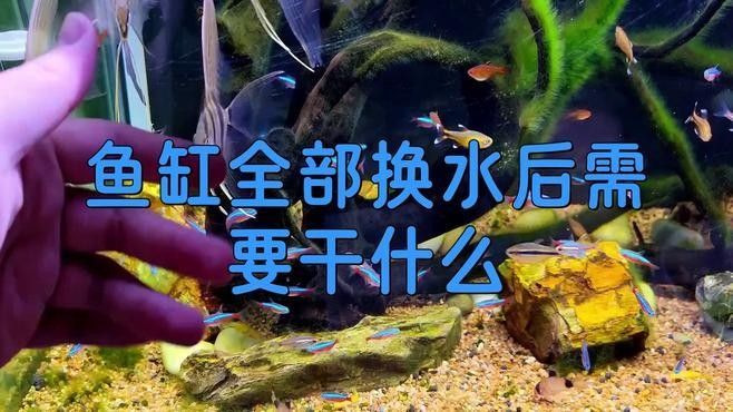 梅雨季節換水后如何調節水質？（梅雨季節換水后水質調節需重點關注水溫、菌群平衡及溶氧管理） 梅雨季節換水后如何調節水質？（梅雨季節換水后水質調節需重點關注水溫、菌群平衡及溶氧管理） 龍魚百科 第3張