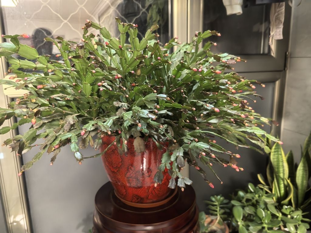 堅持愛好（_人見人愛評論：堅持愛好的重要性與實踐策略） 堅持愛好（_人見人愛評論：堅持愛好的重要性與實踐策略） 龍魚論壇 第2張