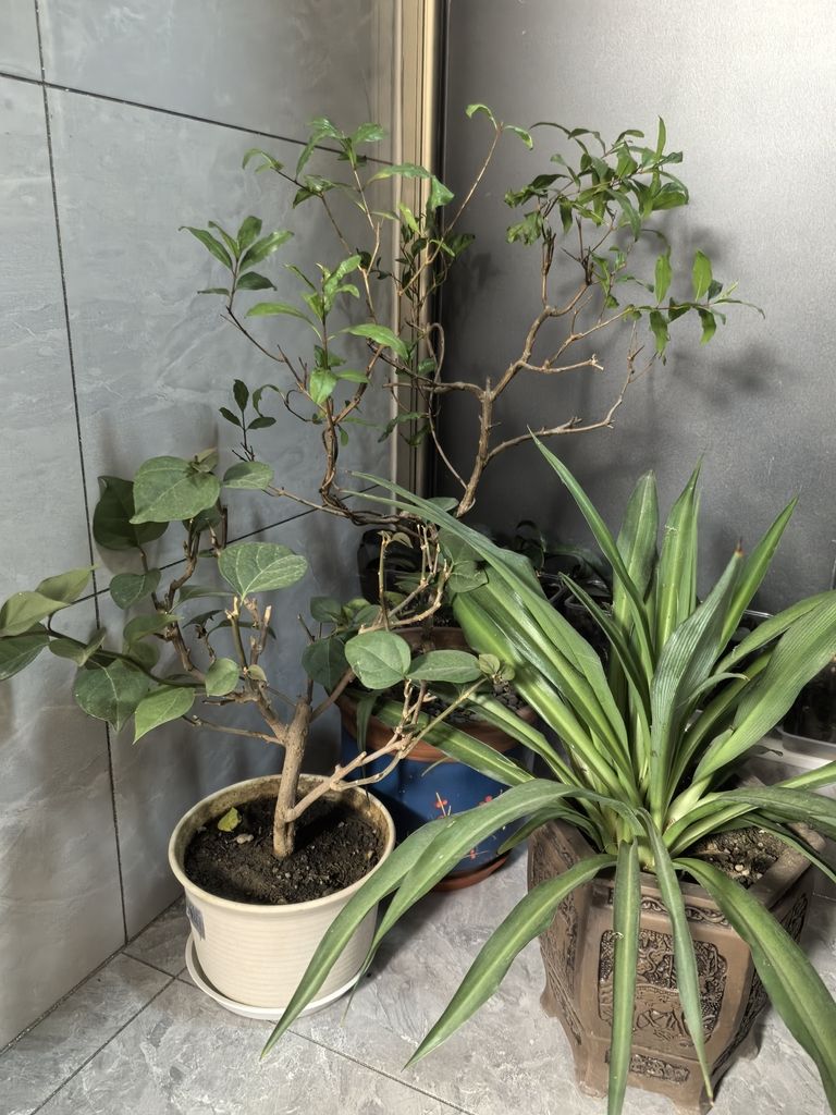 堅持愛好（_人見人愛評論：堅持愛好的重要性與實踐策略） 堅持愛好（_人見人愛評論：堅持愛好的重要性與實踐策略） 龍魚論壇 第3張