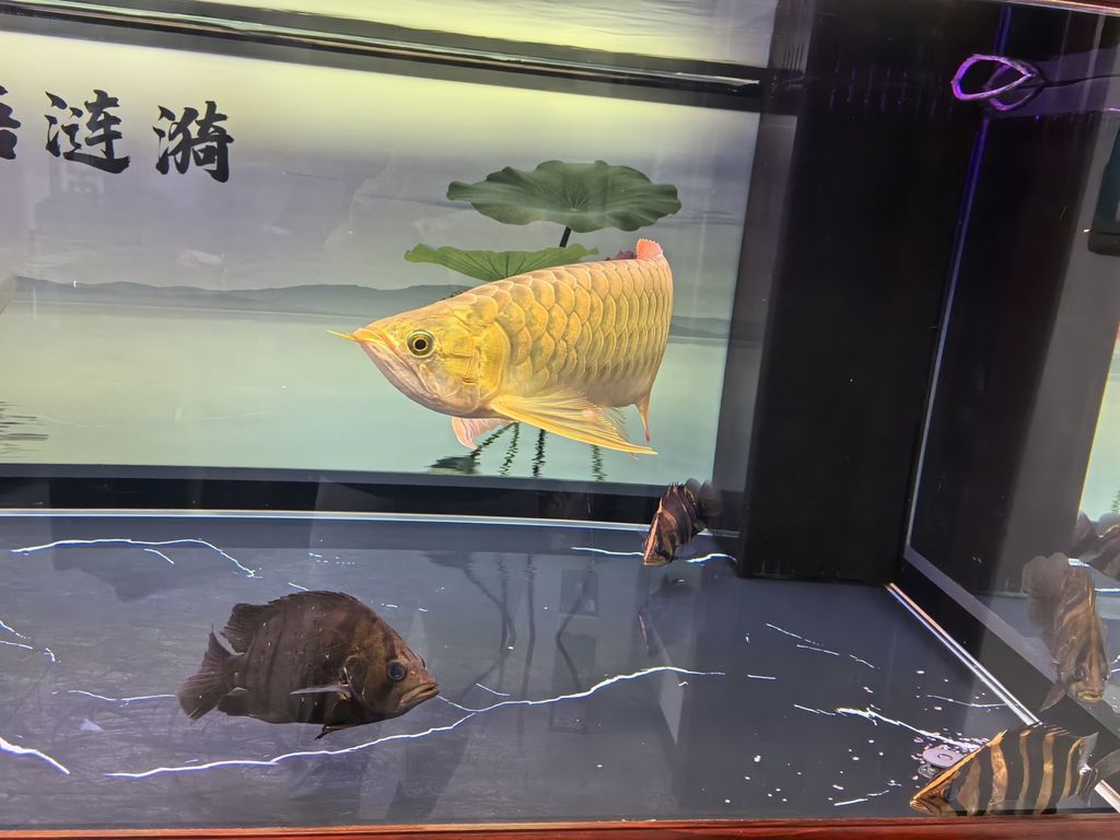 堅持愛好（_人見人愛評論：堅持愛好的重要性與實踐策略） 堅持愛好（_人見人愛評論：堅持愛好的重要性與實踐策略） 龍魚論壇 第4張