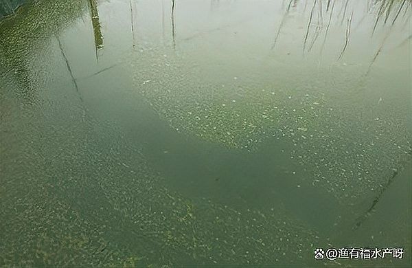 哪些活餌容易攜帶寄生蟲？（這些活餌可能攜帶多種寄生蟲）