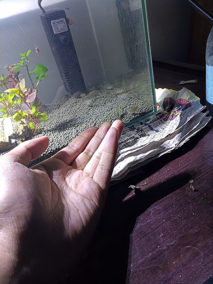 如何與黑鱗龍魚建立更深的互動