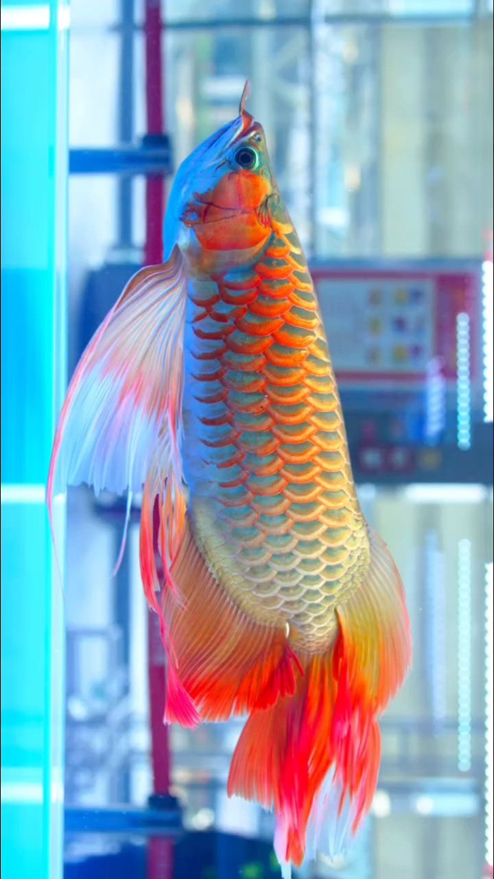 2025長城杯  特殊組 F3鳳凰龍（025長城杯特殊組f3鳳凰龍賽事）