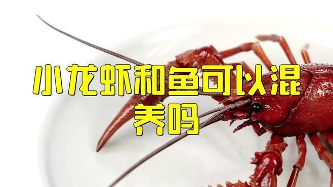 龍魚(yú)和小龍蝦的最佳混養(yǎng)方法（卡覓智庫(kù)_視界魚(yú)缸小龍蝦與魚(yú)的混養(yǎng)技巧）
