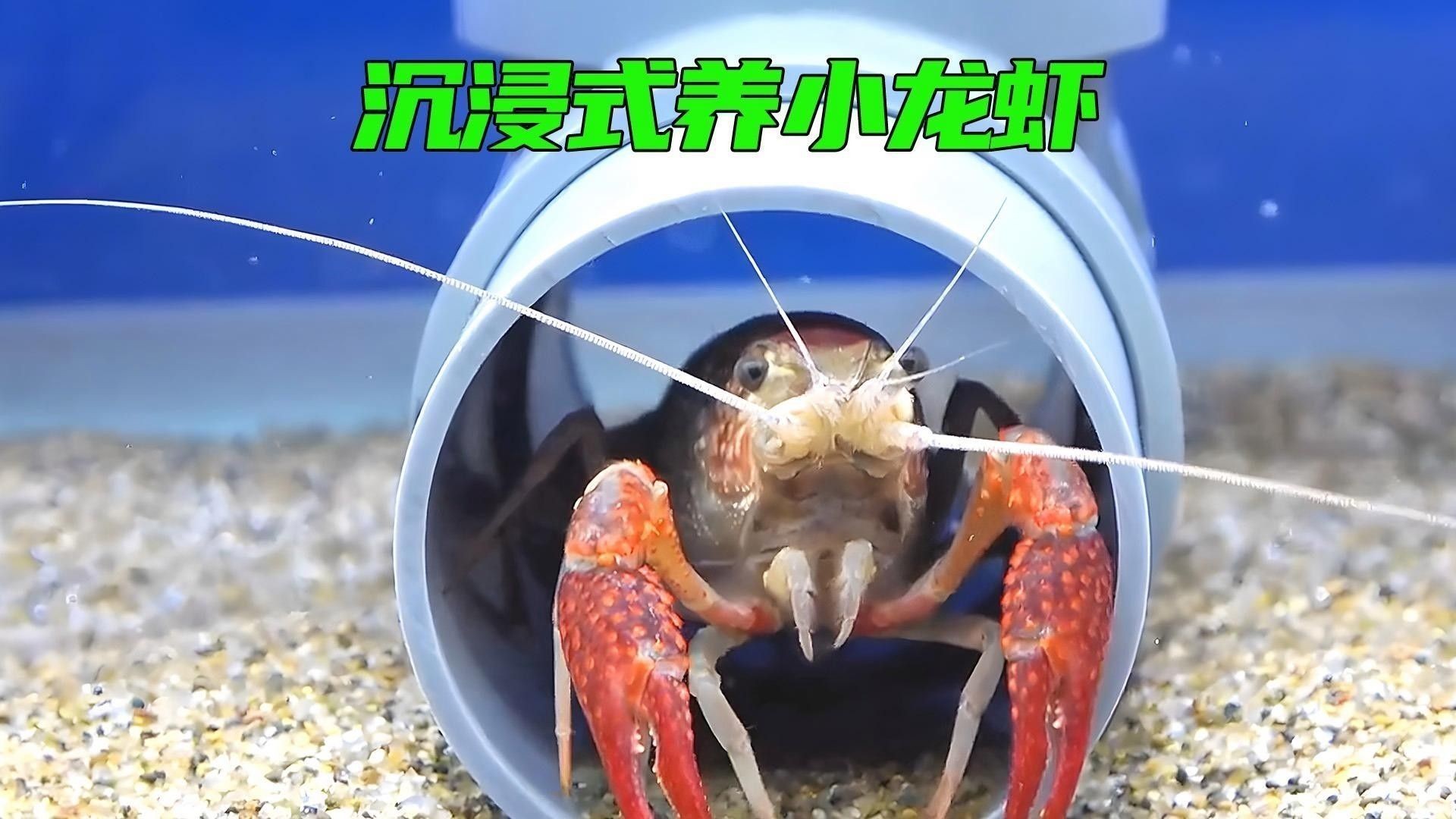 龍魚(yú)和小龍蝦的最佳混養(yǎng)方法（卡覓智庫(kù)_視界魚(yú)缸小龍蝦與魚(yú)的混養(yǎng)技巧）