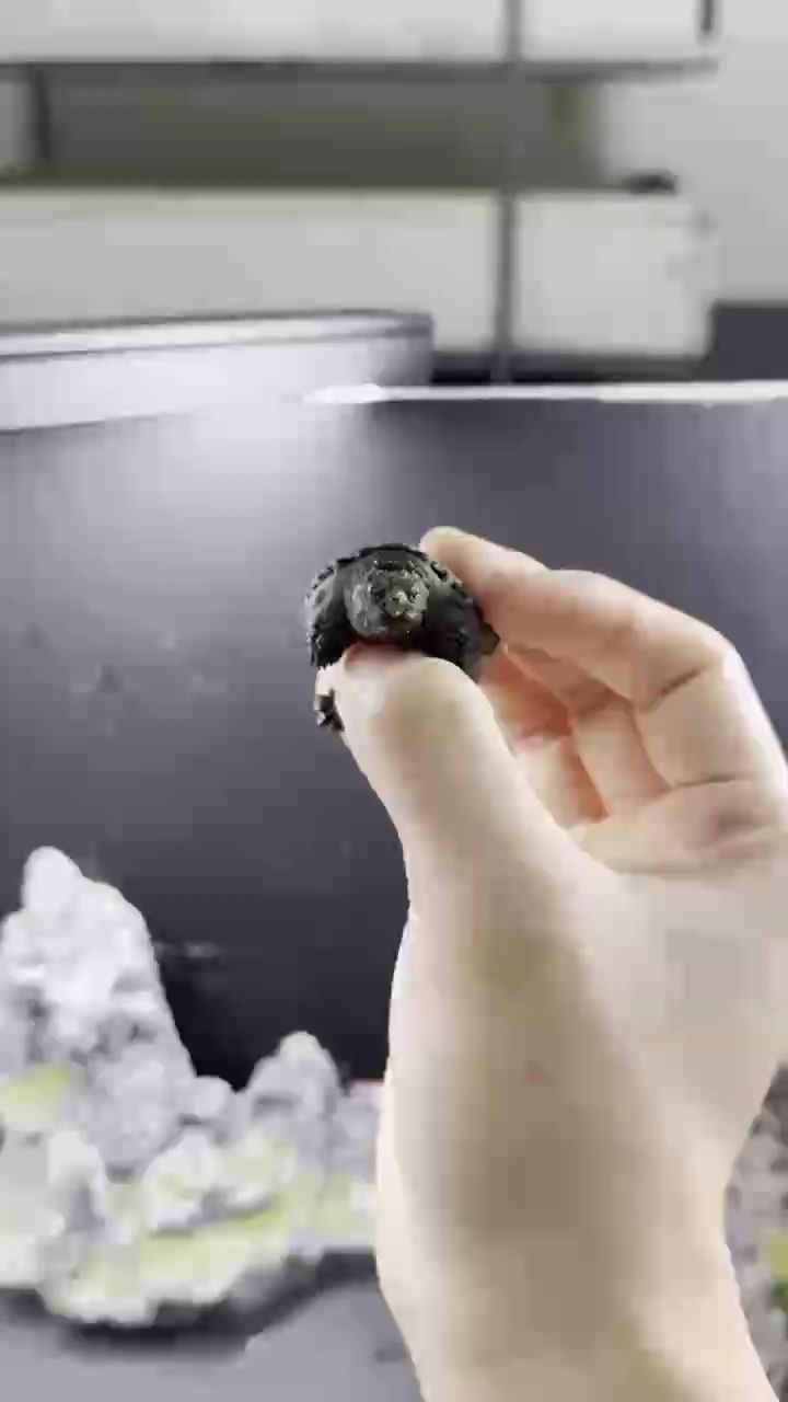 佛鱷龜 臉型好（佛鱷龜的臉型好） 佛鱷龜 臉型好（佛鱷龜的臉型好） 龍魚論壇